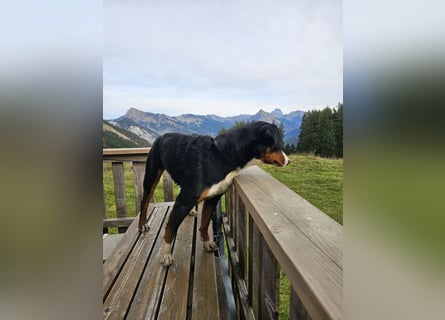 Deckrüde – Appenzeller Sennenhund