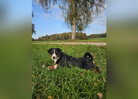 Deckrüde – Appenzeller Sennenhund