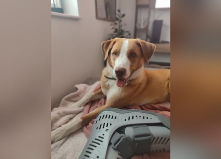 Appenzeller Sennenhund