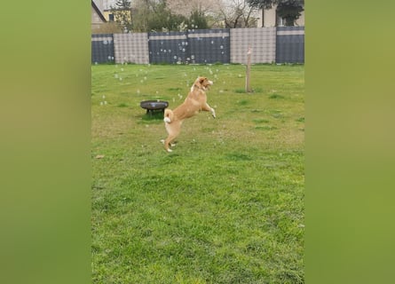 Appenzeller Sennenhund