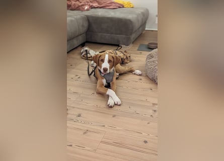 Appenzeller Sennenhund