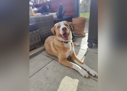 Appenzeller Sennenhund