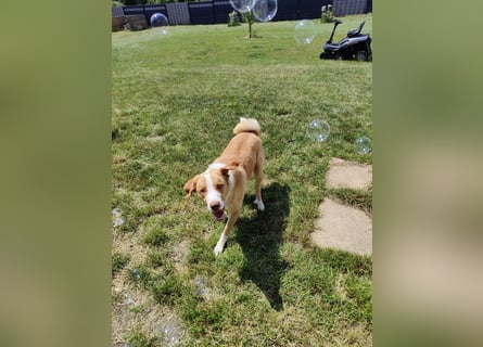 Appenzeller Sennenhund