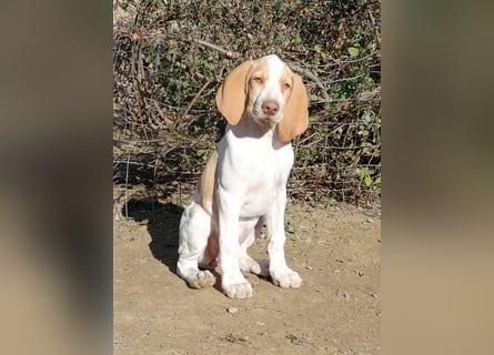 Braque de l'Ariége (Ariége Vorstehhund) Hündin