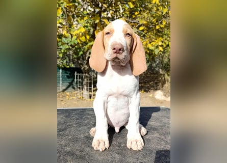 Braque de l'Ariége (Ariége-Vorstehhund) Rüde, Jérome