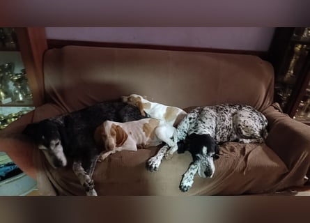 Braque de l'Ariége (Ariége Vorstehhund) Hündin