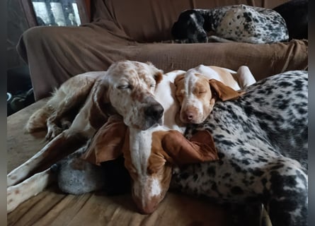 Braque de l'Ariége (Ariége Vorstehhund) Hündin