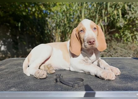 Braque de l'Ariége (Ariége-Vorstehhund) Rüde, Jérome