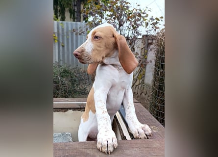 Braque de l'Ariége (Ariége-Vorstehhund) Rüde, Jérome