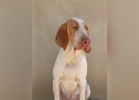 Braque de l'Ariége (Ariége Vorstehhund) Hündin