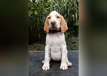 Braque de l'Ariége (Ariége Vorstehhund) Hündin