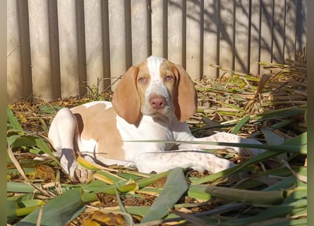 Braque de l'Ariége (Ariége-Vorstehhund) Rüde, Jérome