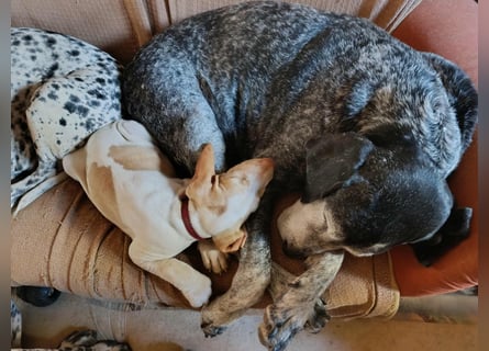 Braque de l'Ariége (Ariége Vorstehhund) Hündin