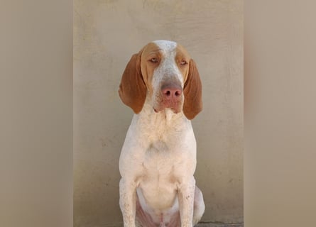 Braque de l'Ariége (Ariége Vorstehhund) Hündin