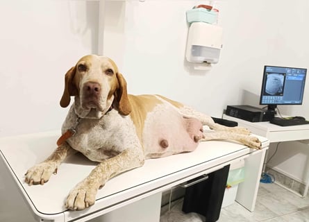 Braque de l'Ariége (Ariége Vorstehhund) Hündin