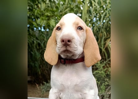 Braque de l'Ariége (Ariége Vorstehhund) Hündin