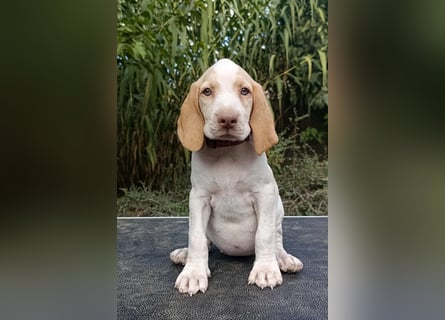 Braque de l'Ariége (Ariége Vorstehhund) Hündin