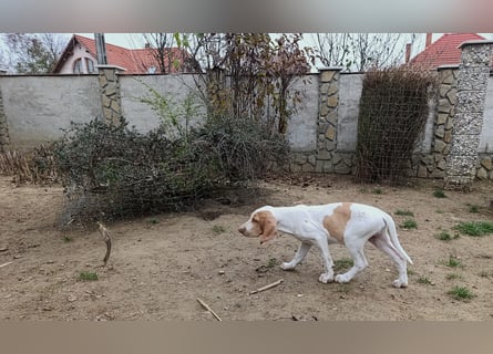Braque de l'Ariége (Ariége-Vorstehhund) Rüde, Jérome