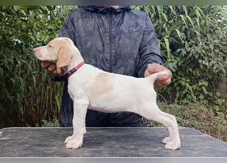 Braque de l'Ariége (Ariége Vorstehhund) Hündin