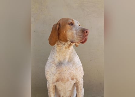 Braque de l'Ariége (Ariége-Vorstehhund) Rüde, Jérome