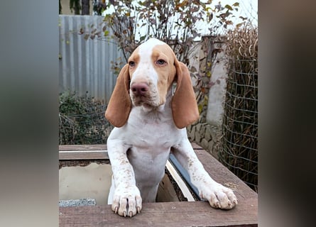 Braque de l'Ariége (Ariége-Vorstehhund) Rüde, Jérome