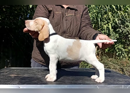 Braque de l'Ariége (Ariége-Vorstehhund) Rüde, Jérome