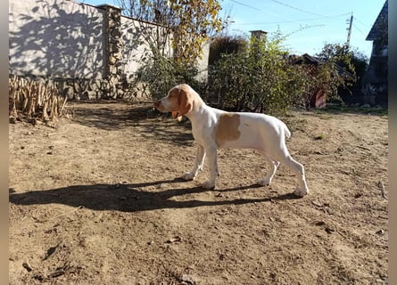 Braque de l'Ariége (Ariége Vorstehhund) Hündin
