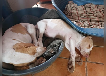 Braque de l'Ariége (Ariége Vorstehhund) Hündin