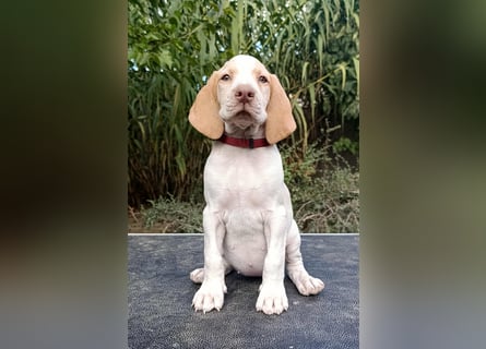 Braque de l'Ariége (Ariége Vorstehhund) Hündin