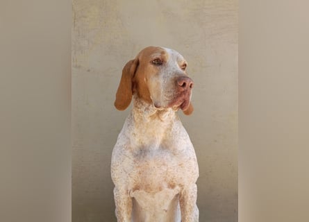 Braque de l'Ariége (Ariége Vorstehhund) Hündin