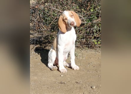 Braque de l'Ariége (Ariége Vorstehhund) Hündin