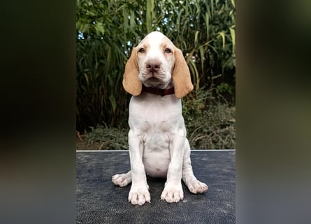 Braque de l'Ariége (Ariége Vorstehhund) Hündin