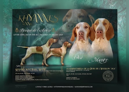 Braque de l'Ariége (Ariége-Vorstehhund) Rüde, Jérome