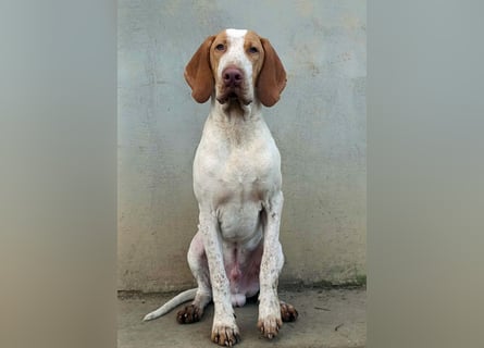 Braque de l'Ariége (Ariége-Vorstehhund) Rüde, Jérome