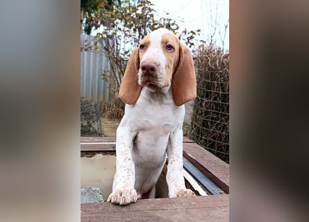 Braque de l'Ariége (Ariége-Vorstehhund) Rüde, Jérome