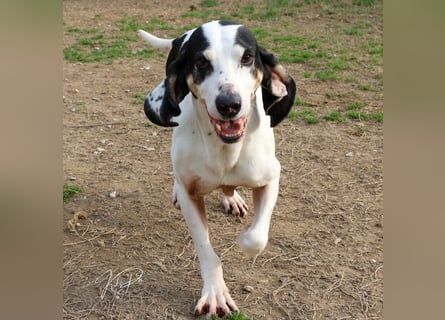 Peter - bewirbt sich als Herzenshund! Entspannt und immer fröhlich wartet auf deinen? Anruf!