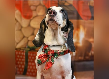 Peter - bewirbt sich als Gesangspartner! Entspannt und immer fröhlich wartet auf deinen? Anruf!