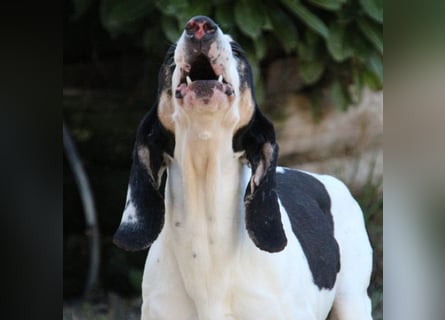 Peter - ein Lächeln auf vier Beinen! Jetzt fehlt nur noch ein Zuhause