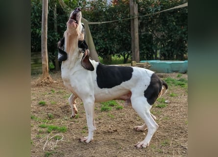 Peter - bewirbt sich als Herzenshund! Entspannt und immer fröhlich wartet auf deinen? Anruf!