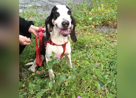 Peter - ein Lächeln auf vier Beinen! Jetzt fehlt nur noch ein Zuhause
