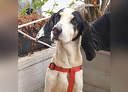 Peter - ein Lächeln auf vier Beinen! Jetzt fehlt nur noch ein Zuhause