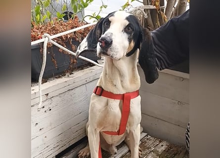 Peter - ein Lächeln auf vier Beinen! Jetzt fehlt nur noch ein Zuhause