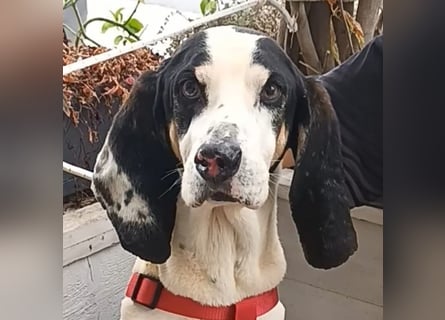 Peter - ein Lächeln auf vier Beinen! Jetzt fehlt nur noch ein Zuhause