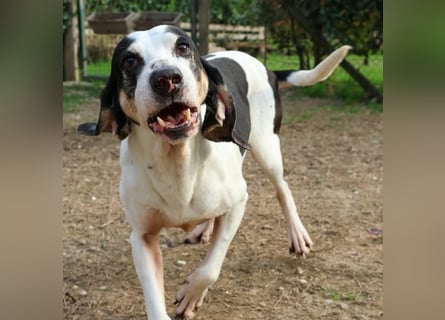 Peter - bewirbt sich als Herzenshund! Entspannt und immer fröhlich wartet auf deinen? Anruf!