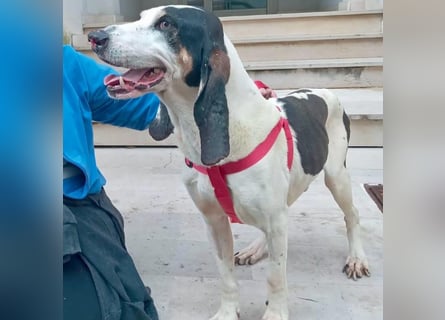 Peter - ein Lächeln auf vier Beinen! Jetzt fehlt nur noch ein Zuhause