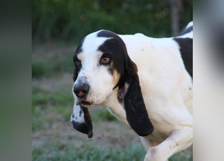Peter - ein Lächeln auf vier Beinen! Jetzt fehlt nur noch ein Zuhause