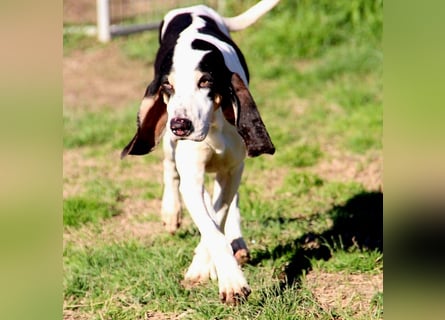 Peter - ein Lächeln auf vier Beinen! Jetzt fehlt nur noch ein Zuhause
