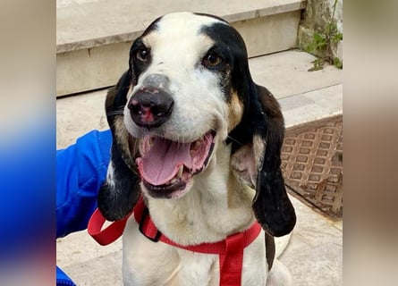 Peter - ein Lächeln auf vier Beinen! Jetzt fehlt nur noch ein Zuhause