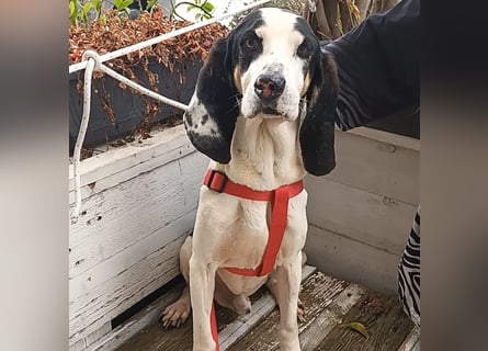 Peter - ein Lächeln auf vier Beinen! Jetzt fehlt nur noch ein Zuhause