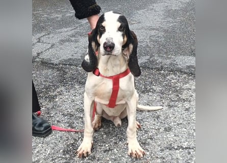 Peter - ein Lächeln auf vier Beinen! Jetzt fehlt nur noch ein Zuhause